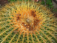 Echinocactus grusonii